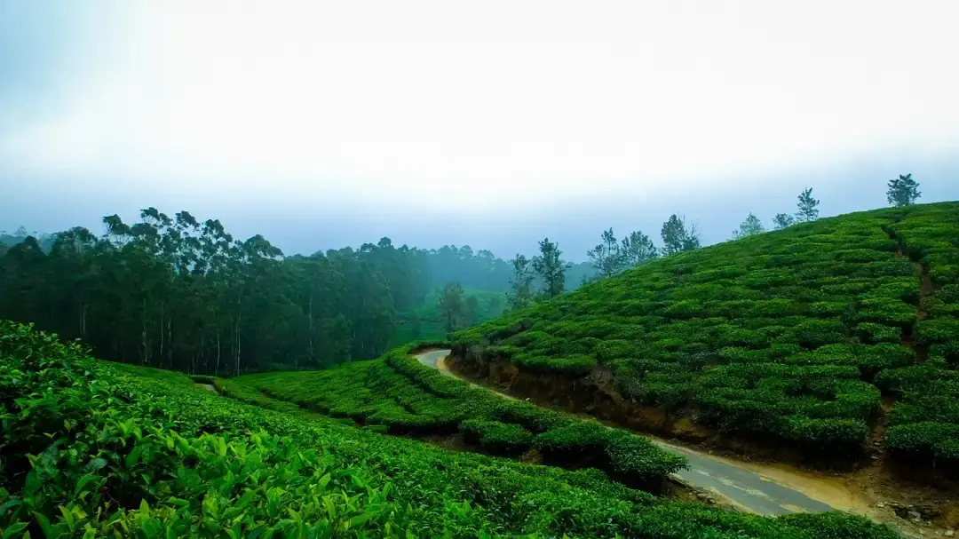 Srimangal - Enchanting places to visit in Bangladesh