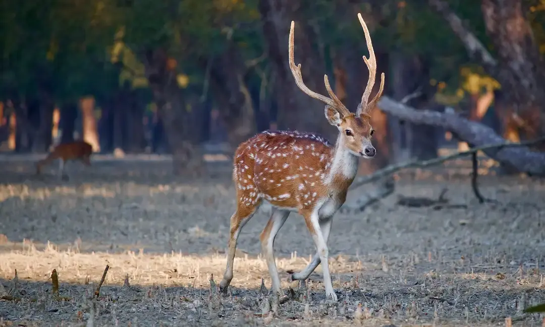The Sundarbans - Scenic tourist spots in Bangladesh